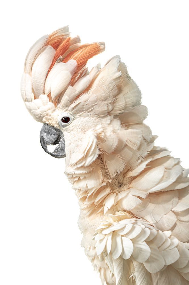 Cockatoos Birds | Images | Dennis Goodman Photography