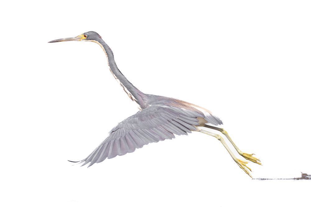 Tricolored Heron Photo | Dennis Goodman Photography