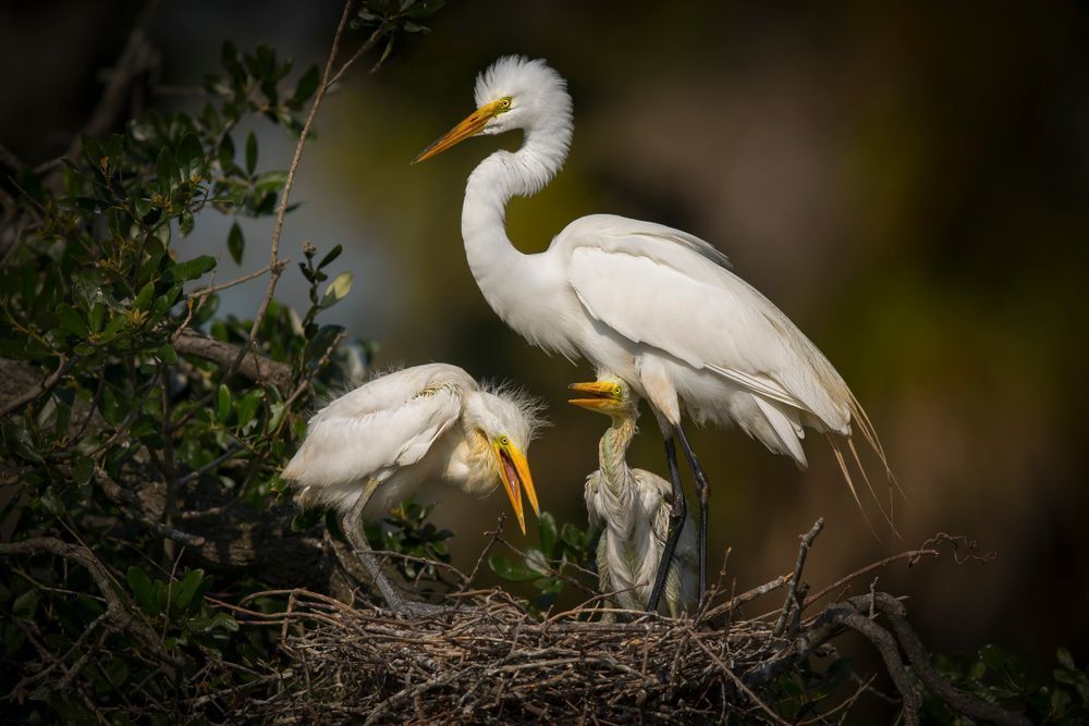 Great Egret 24 Photography Art | Dennis Goodman Photography, Inc.