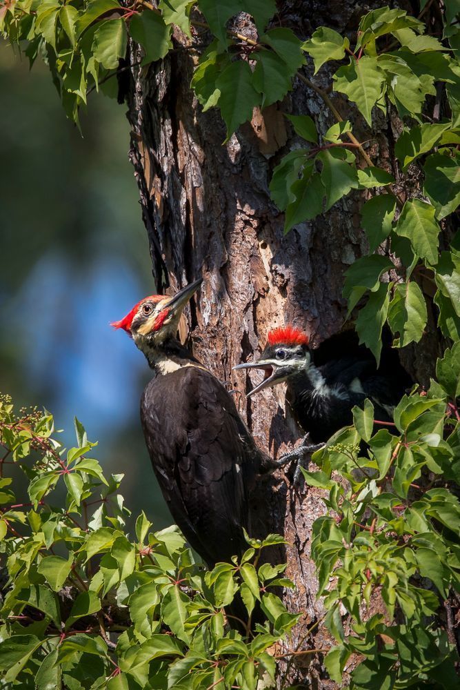 Pileated Woodpeckers Bird | Photos | Images | Pics