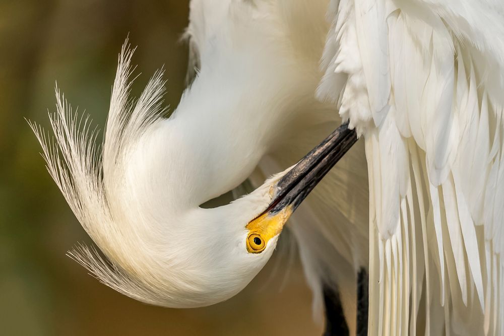 Snowy Egret Bird Photos | Dennis Goodman Photography