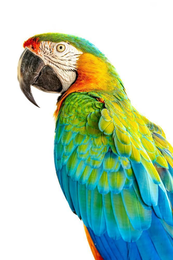 Parrot | Wall Art | Photos | Pictures | Pics | Images |Wallpapers