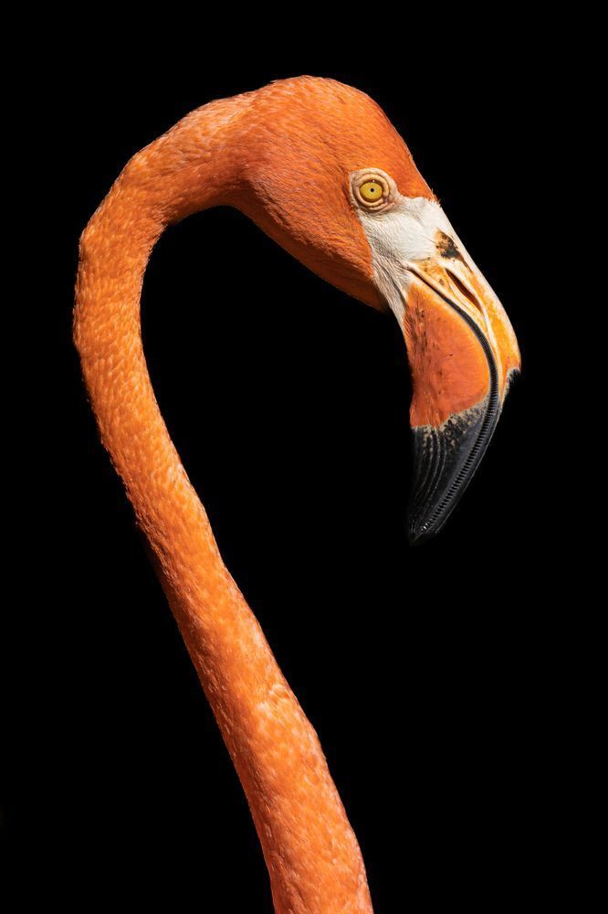 Flamingo Photos | Art | Dennis Goodman Photography