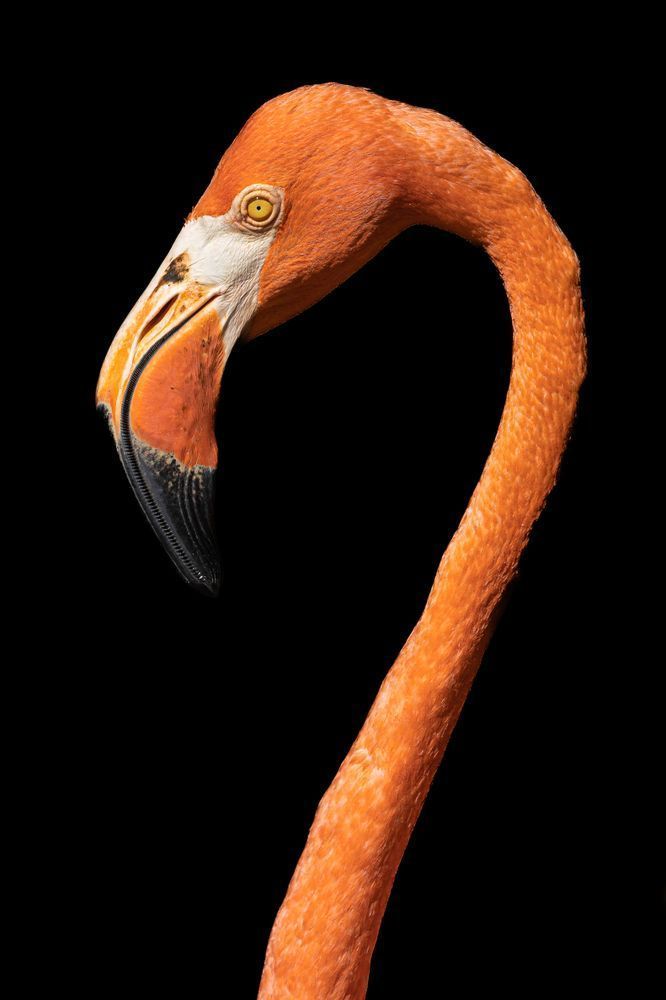 Flamingo Photos | Art | Dennis Goodman Photography
