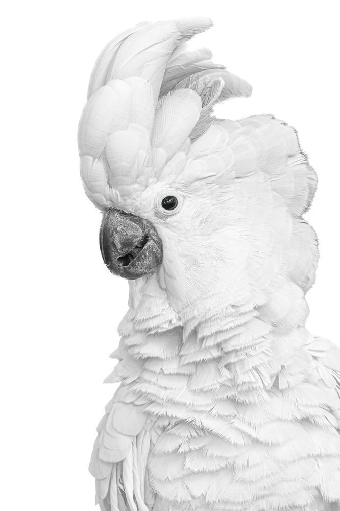 Cockatoos Birds | Images | Dennis Goodman Photography