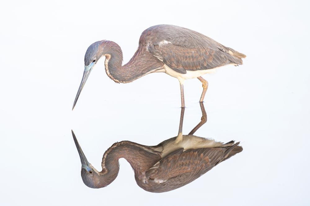 Tricolored Heron Photo | Dennis Goodman Photography