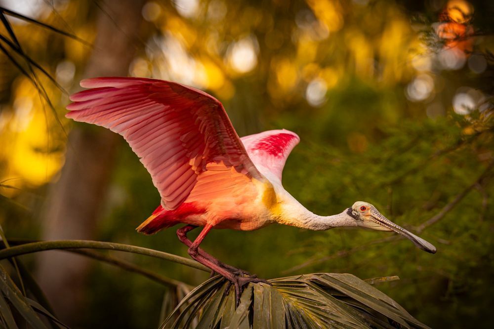 Pink Roseate Spoonbill Birds | Art Photography | Dennis Goodman