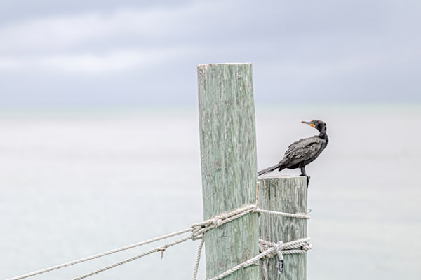Cormorants Birds | Images | Dennis Goodman Photography