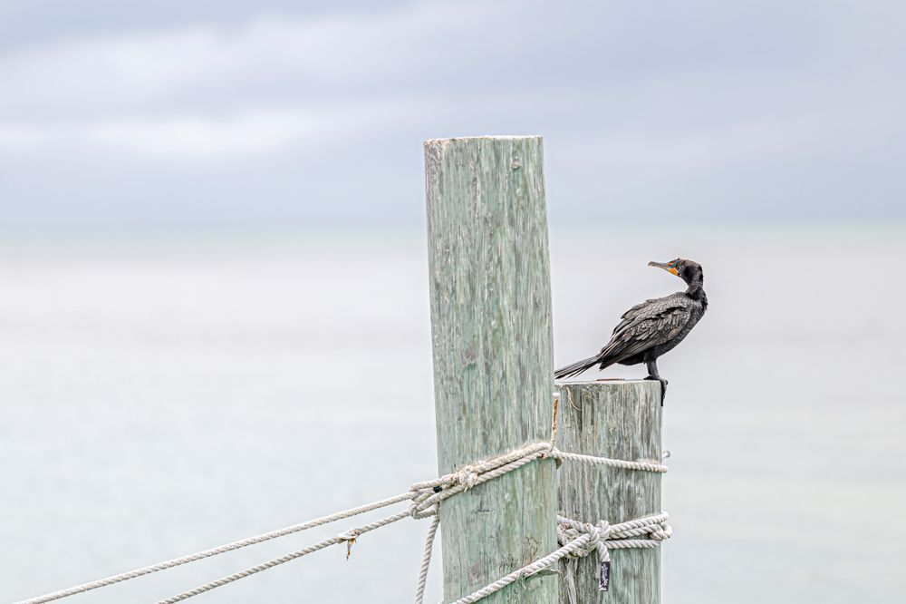 Cormorants Birds | Images | Dennis Goodman Photography