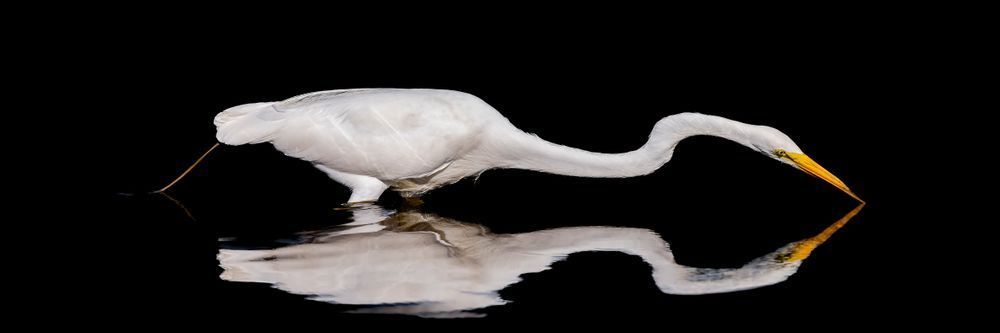 Great Egret 36