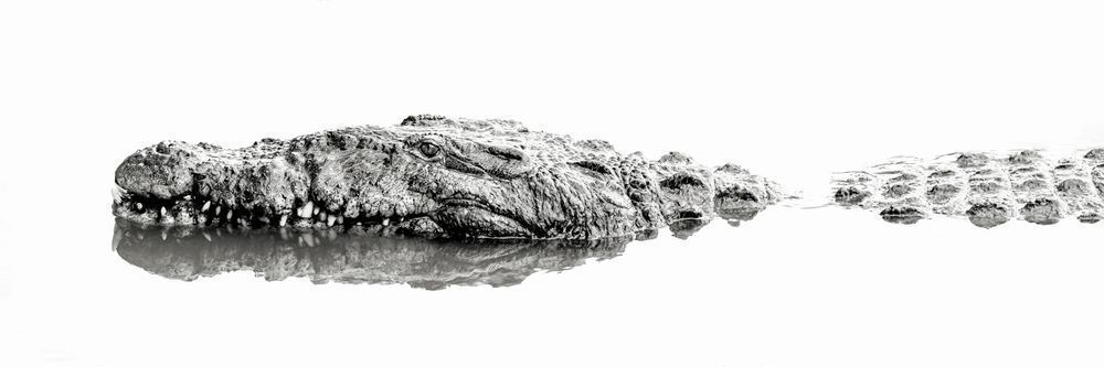 Crocodile | Images | Photos | Pics | Art | Wallpapers