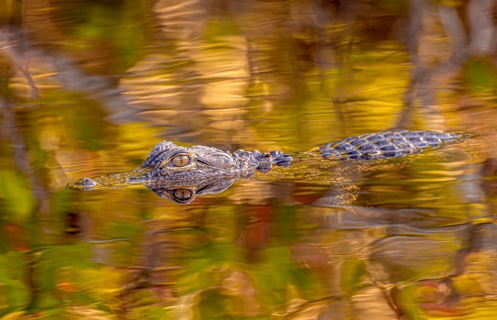 Alligator | Photos | Pictures| Pics| Images |Wall Art |Wallpapers