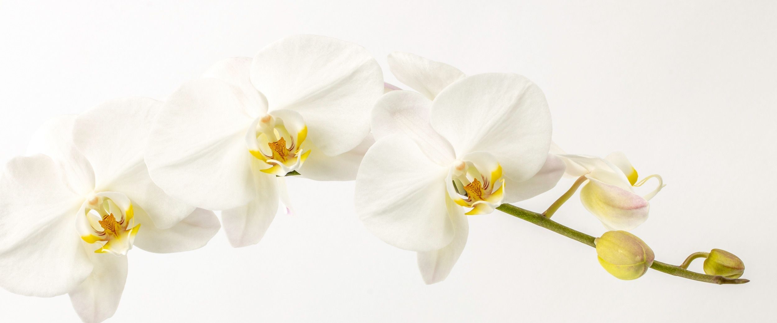 
        <div class='title'>
          revised1K3A9371
        </div>
       