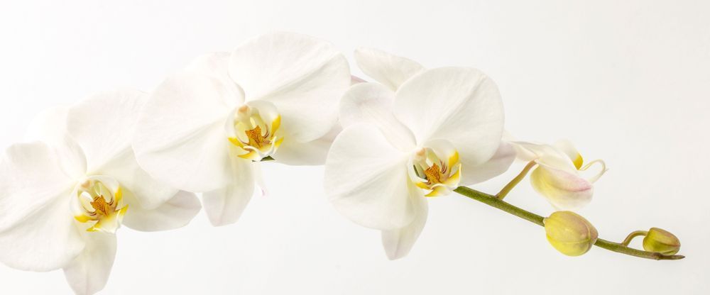 White Orchid | Flower | Phantom | Plant | Florida | Spa