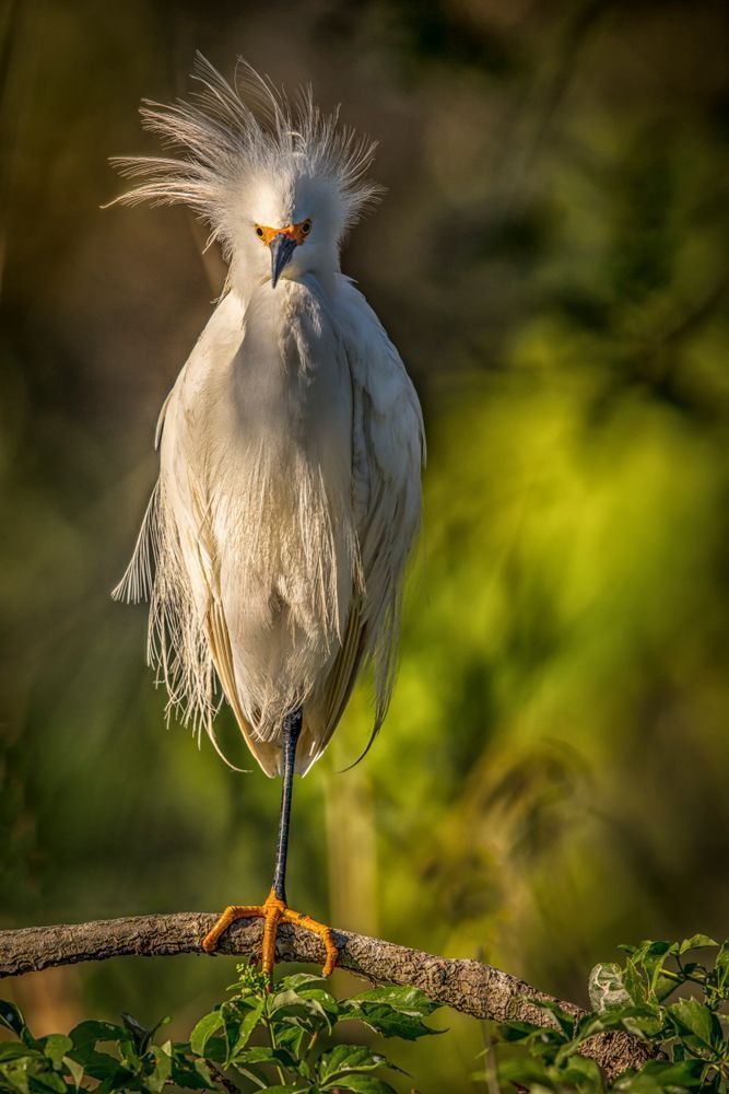 Snowy Egret 10 Photography Art | Dennis Goodman Photography, Inc.