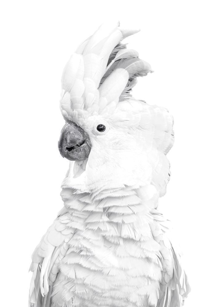 Cockatoos Birds | Images | Dennis Goodman Photography