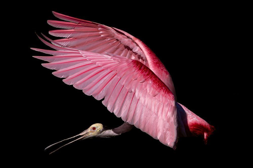Pink Roseate Spoonbill Birds | Art Photography | Dennis Goodman