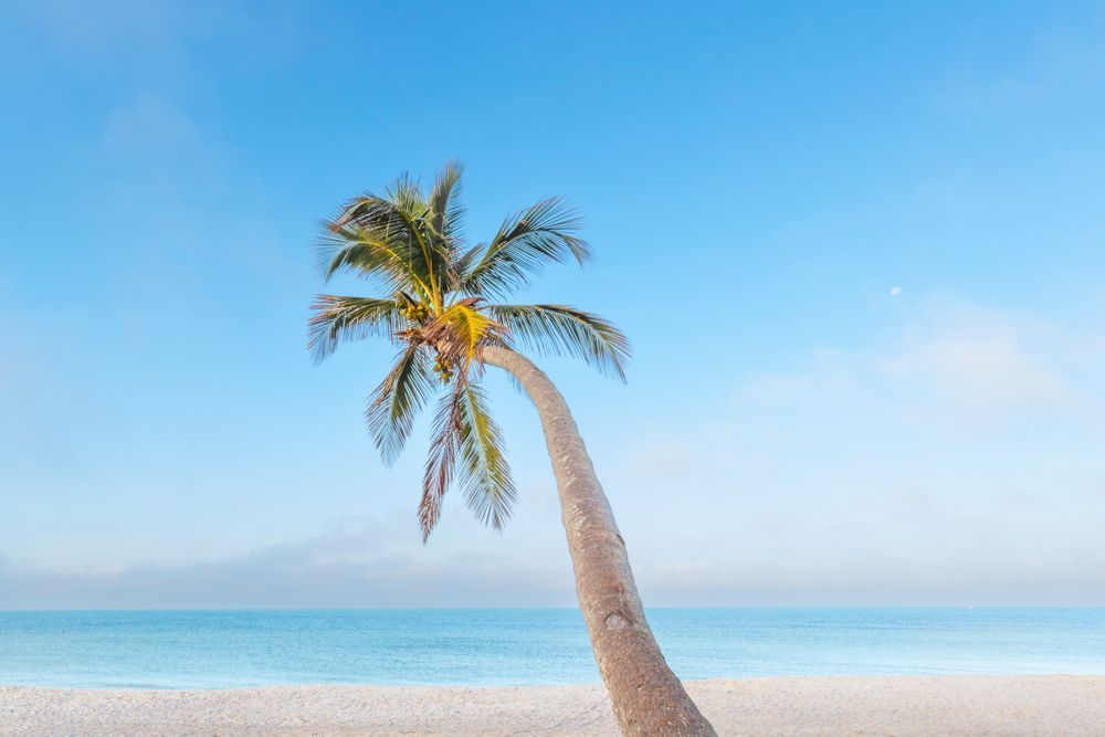 Palm Tree Images | Photos | Pics | Art 