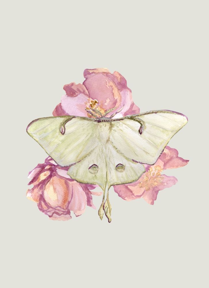 Luna Moth And Peony Art | Hill Yeah! Eco Art Studio