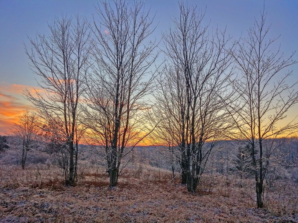 Glistening Branches And Trees At Sunset Photography Art | Alan Lincourt Photography Dot Com