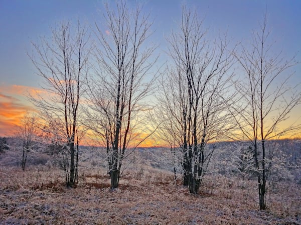 Glistening Branches and Trees at Sunset