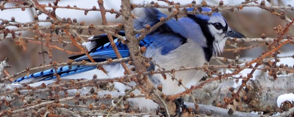 Blue Jay in Tamarack Branches With Spring Plumage