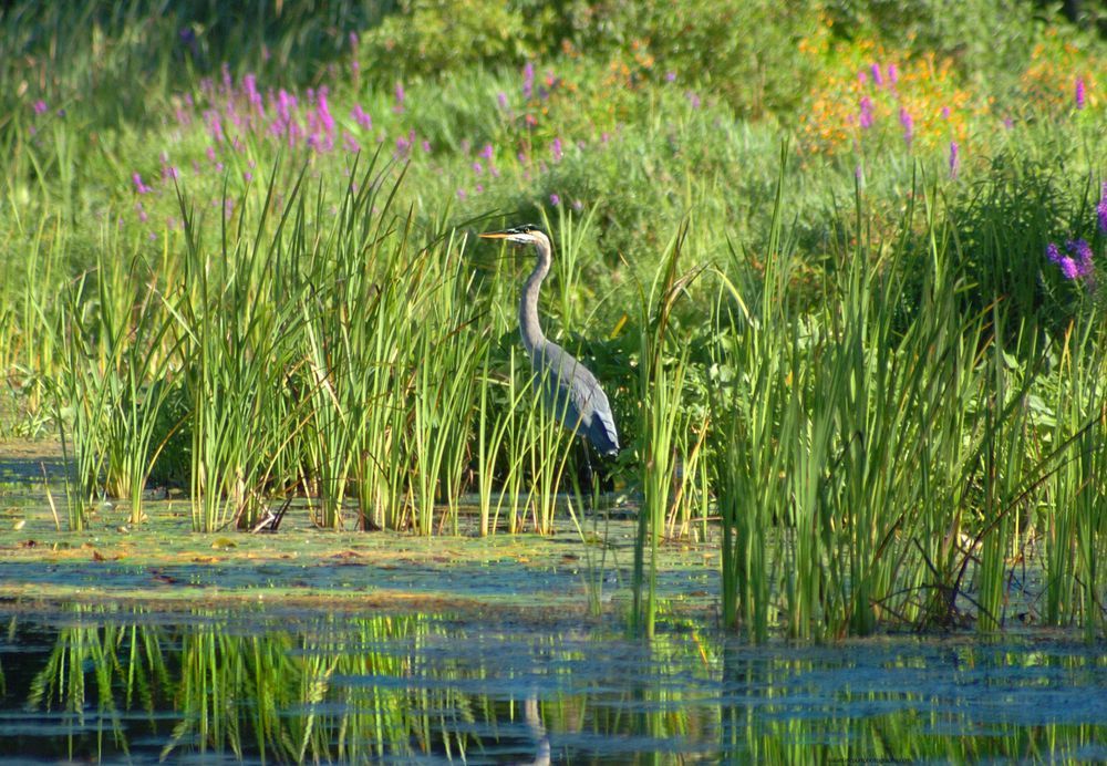 Blue Heron Hunting In Cattails Photography Art | Alan Lincourt Photography Dot Com