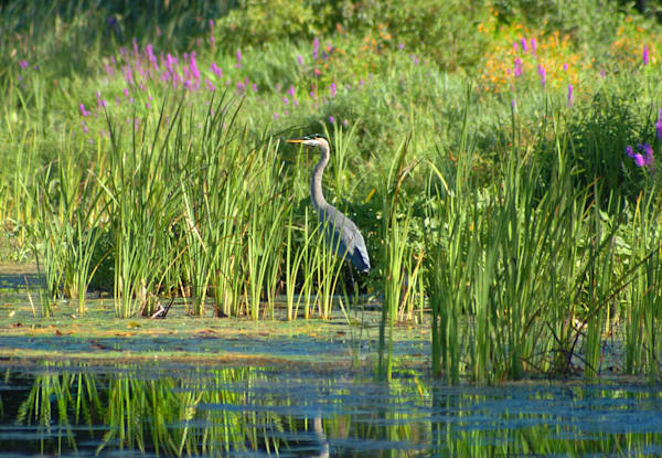 Blue Heron Hunting in Cattails