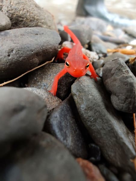 Cute Newt Eft Stage of Eastern Newt