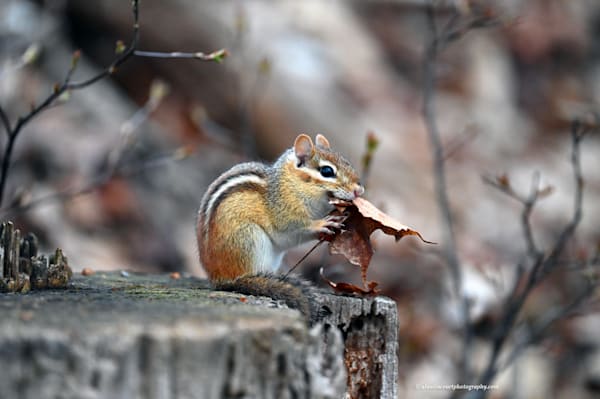 Cute Chipmunk Eating Leaf Sitting on Stump