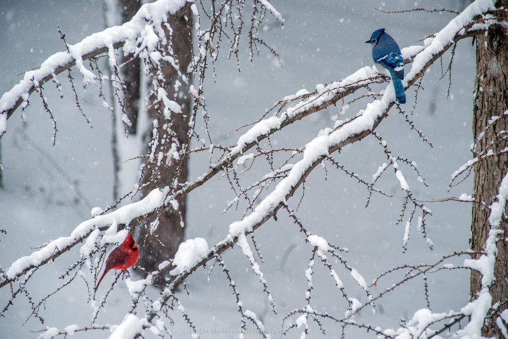 Cardinal Stand Off With Blue Jay In Tamarack Branches Spring Plumage Photography Art | Alan Lincourt Photography Dot Com