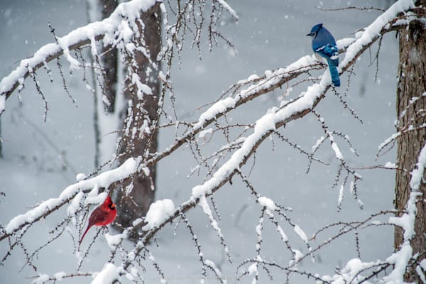 Cardinal Stand Off with Blue Jay in Tamarack Branches Spring Plumage
