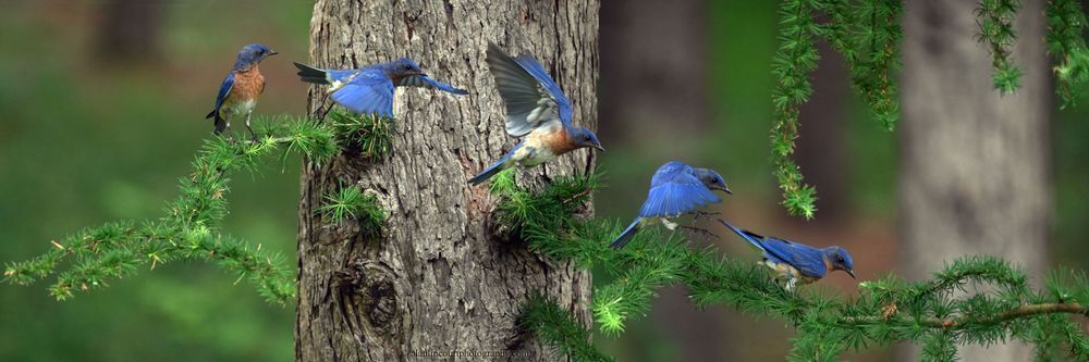 Bluebird Sequence In Flight Wild Life Photography Art | Alan Lincourt Photography Dot Com
