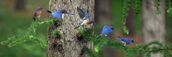 Bluebird Sequence in Flight Panorama