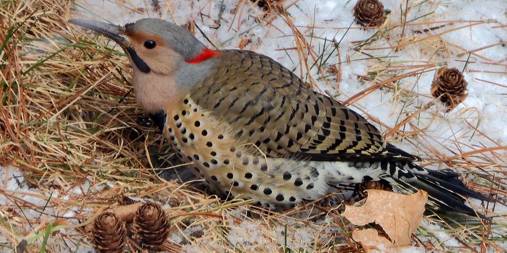 Flicker Searching In The Grass And Tamarack Cones With Spring Plumage Panoram Photography Art | Alan Lincourt Photography Dot Com