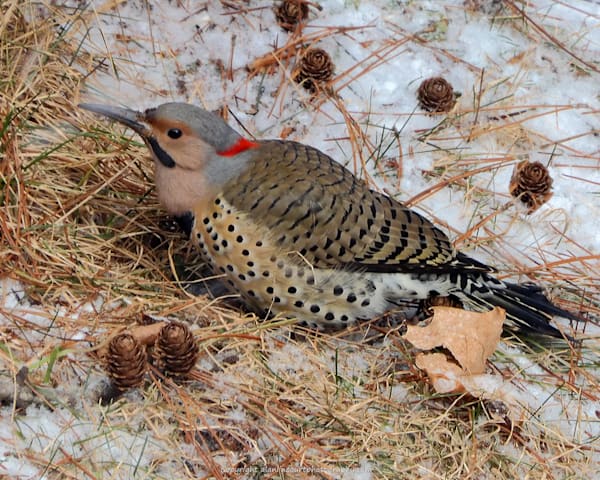 Flicker in the Grass by Tamarack Cones with Spring Plumage