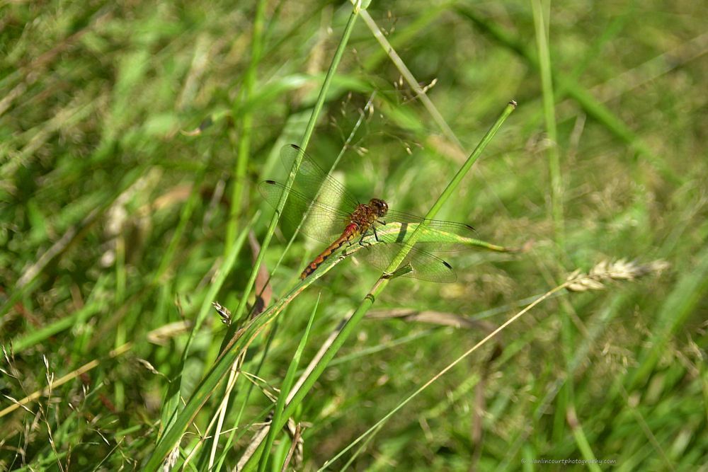 Dragon Fly On Grass Late Summer Photography Art | Alan Lincourt Photography Dot Com