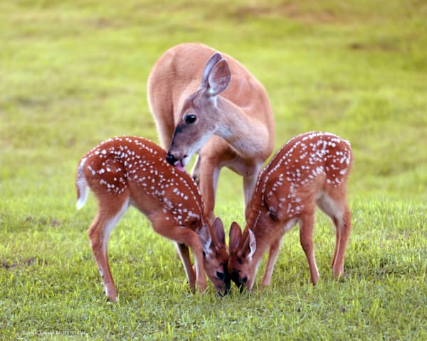 Doe Loving Twin Fawns