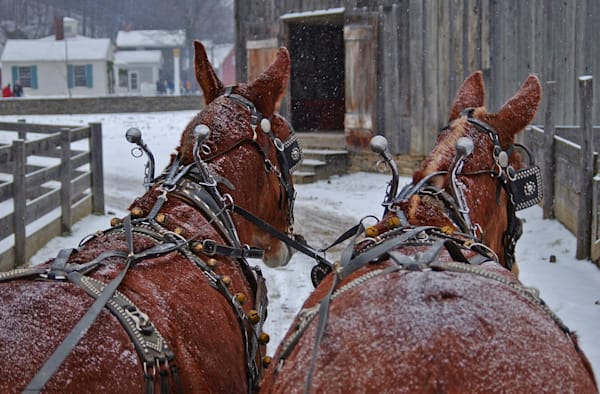Mules Working in the Snow