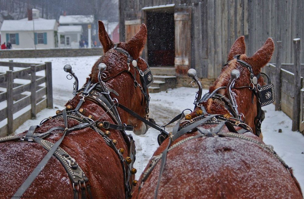 Mules Working In The Snow Photography Art | Alan Lincourt Photography Dot Com