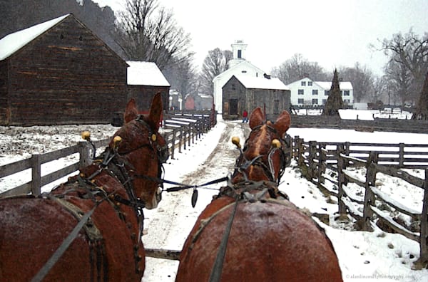 Mules working at Farmers Museum
