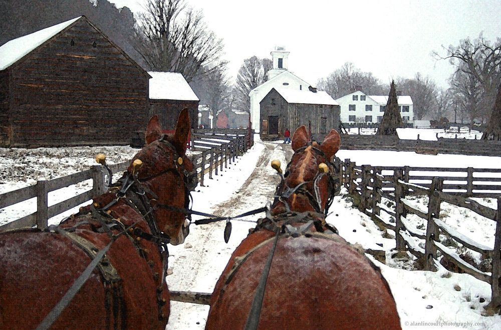Mules Working At Farmers Museum Photography Art | Alan Lincourt Photography Dot Com