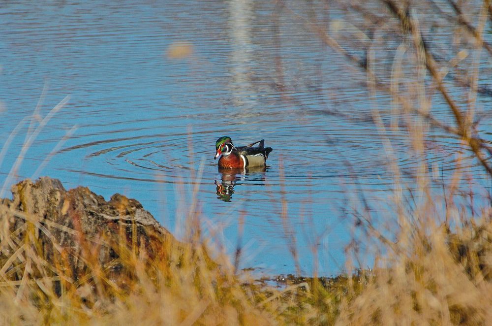 Male Wood Duck In Spring Looking For Mate Photography Art | Alan Lincourt Photography Dot Com
