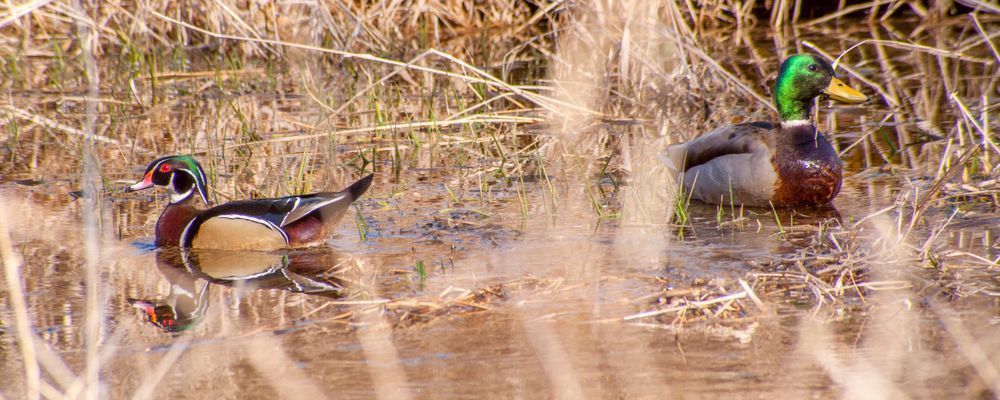 Male Wood And Mallard Ducks Early Spring Photography Art | Alan Lincourt Photography Dot Com