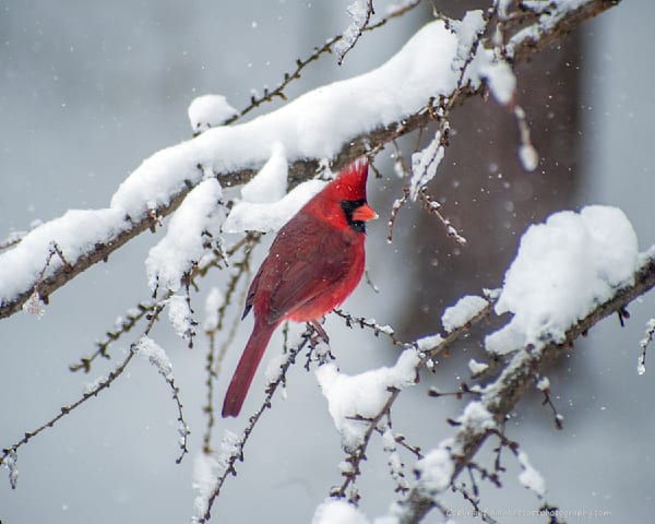 Male Cardinal on Tamarack Branch in Snow Spring Plumage