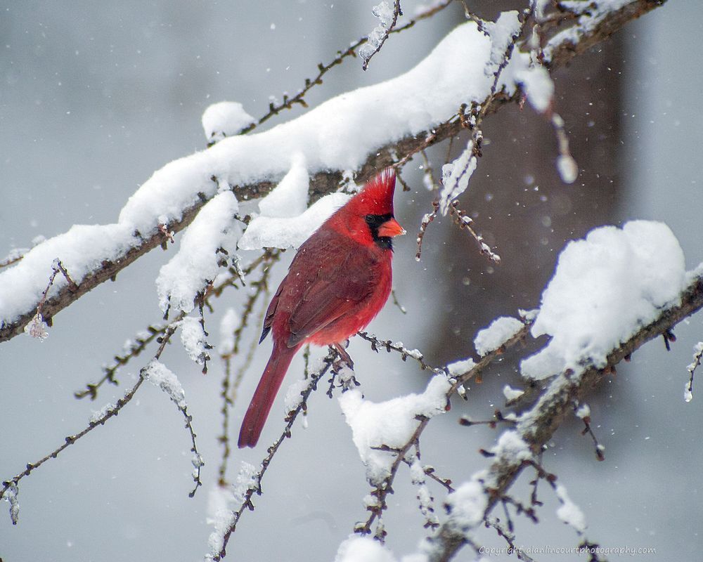 Male Cardinal On Tamarack Branch In Snow Spring Plumage Photography Art | Alan Lincourt Photography Dot Com