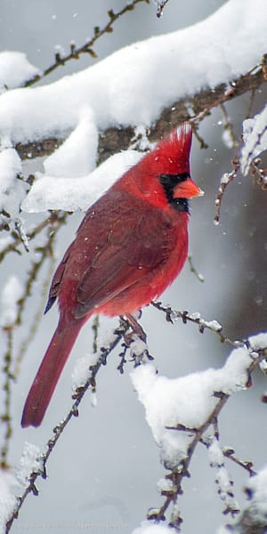 Male Cardinal on Tamarack Branch in Snow Spring Plumage Panorama