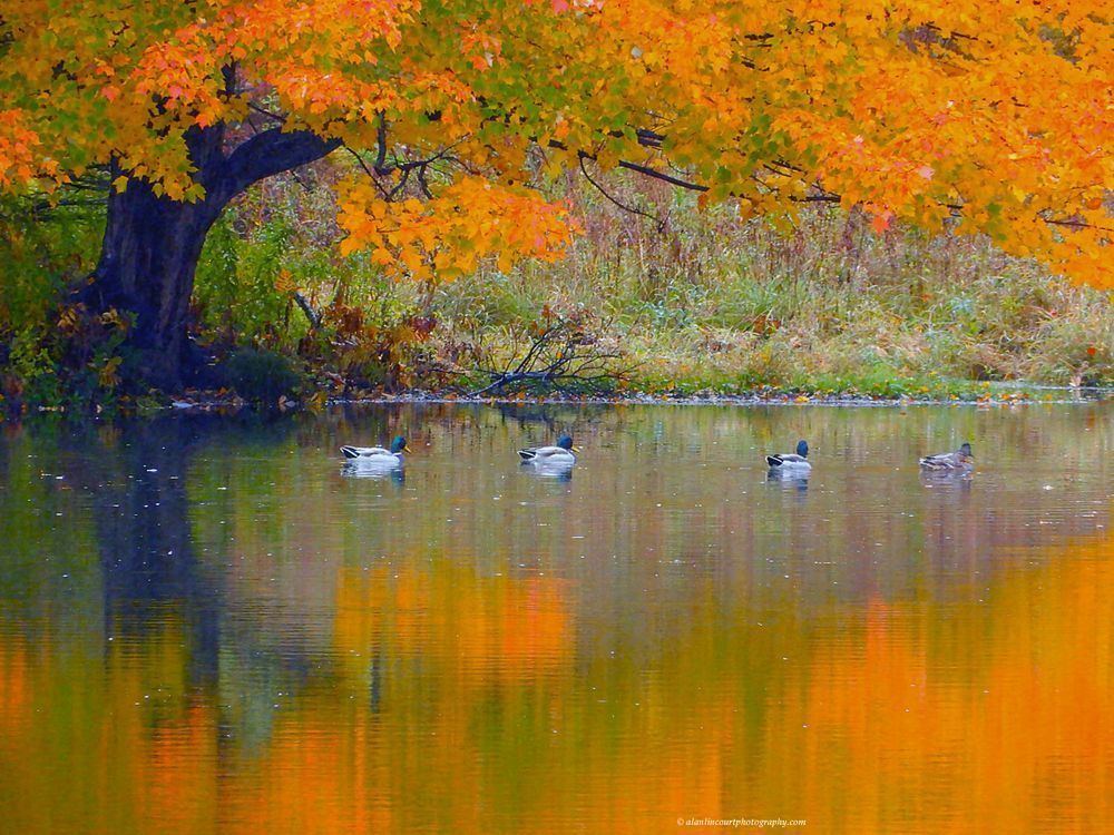 Mallard Ducks On Golden Pond Photography Art | Alan Lincourt Photography Dot Com
