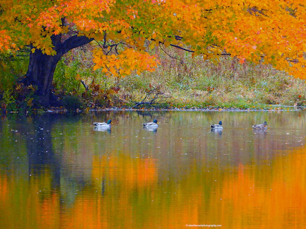 Mallard Ducks on Golden Pond