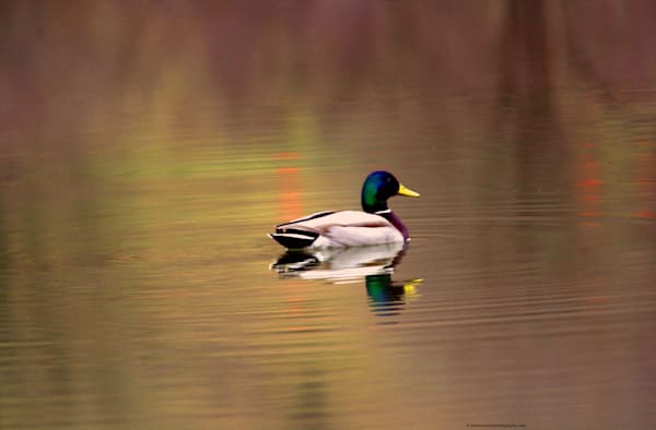 Resting Mallard